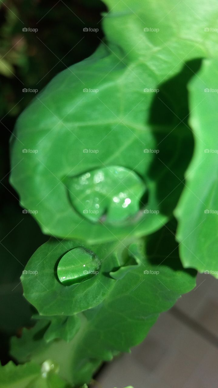 kale drop
