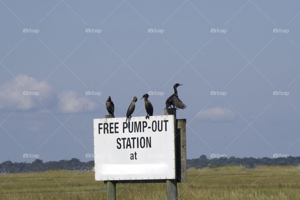 Cormorants on a sign