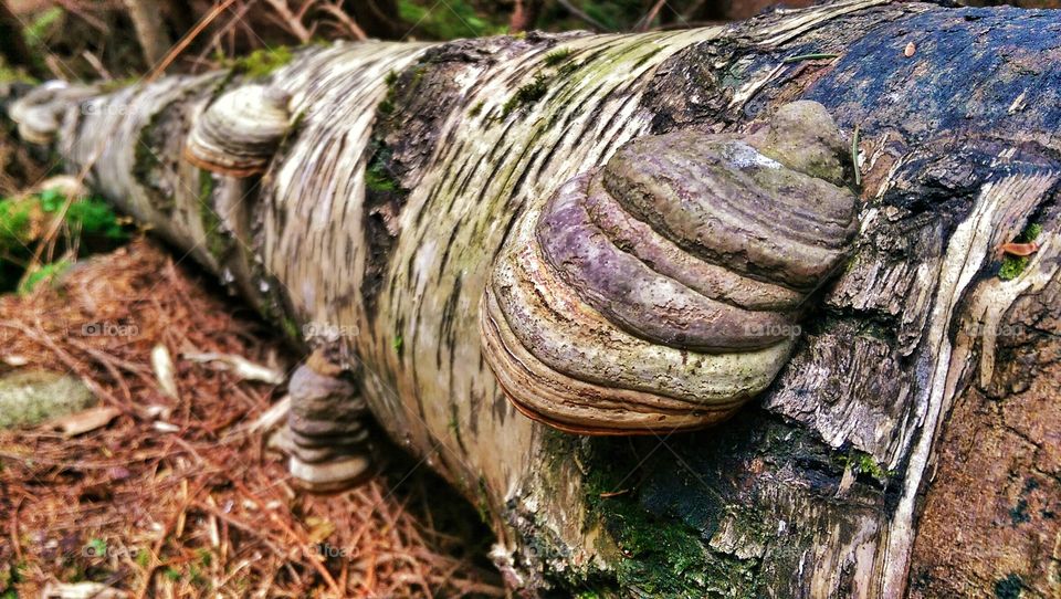 Tree Fungi. Fungi growing on felled tree