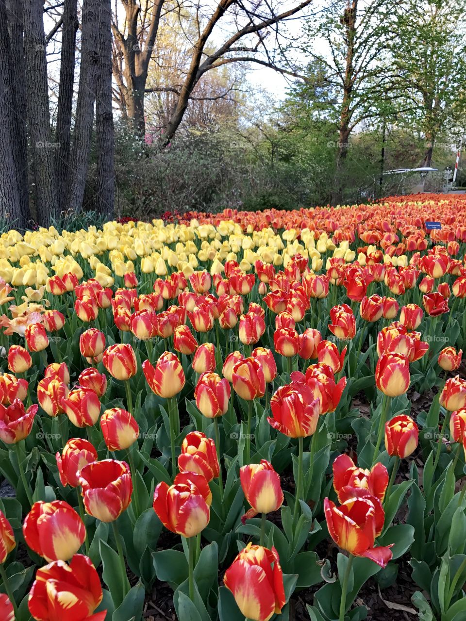 Tulips in spring 