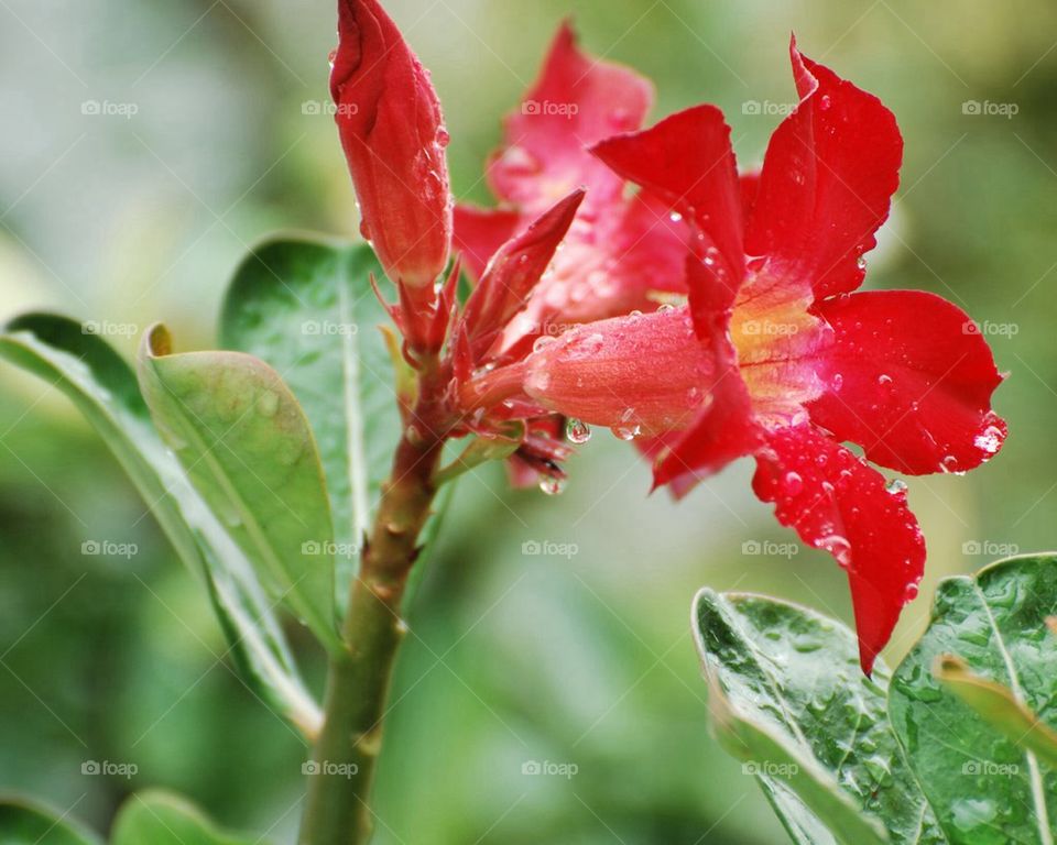Desert rose after the rain