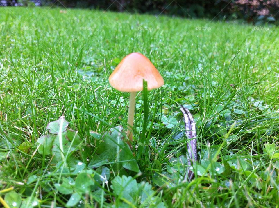 Mushroom in the garden