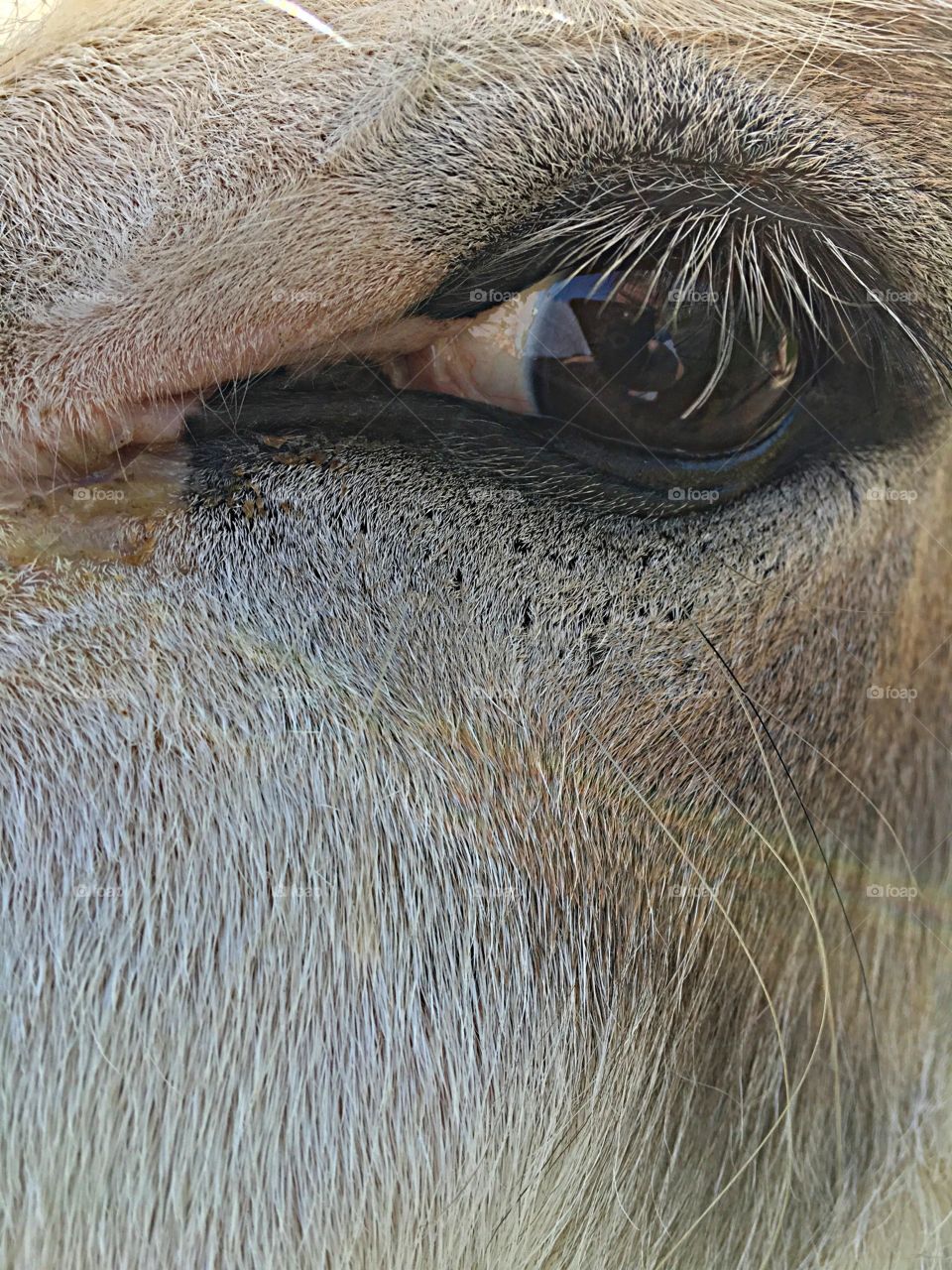 Closeup of a donkey face. 