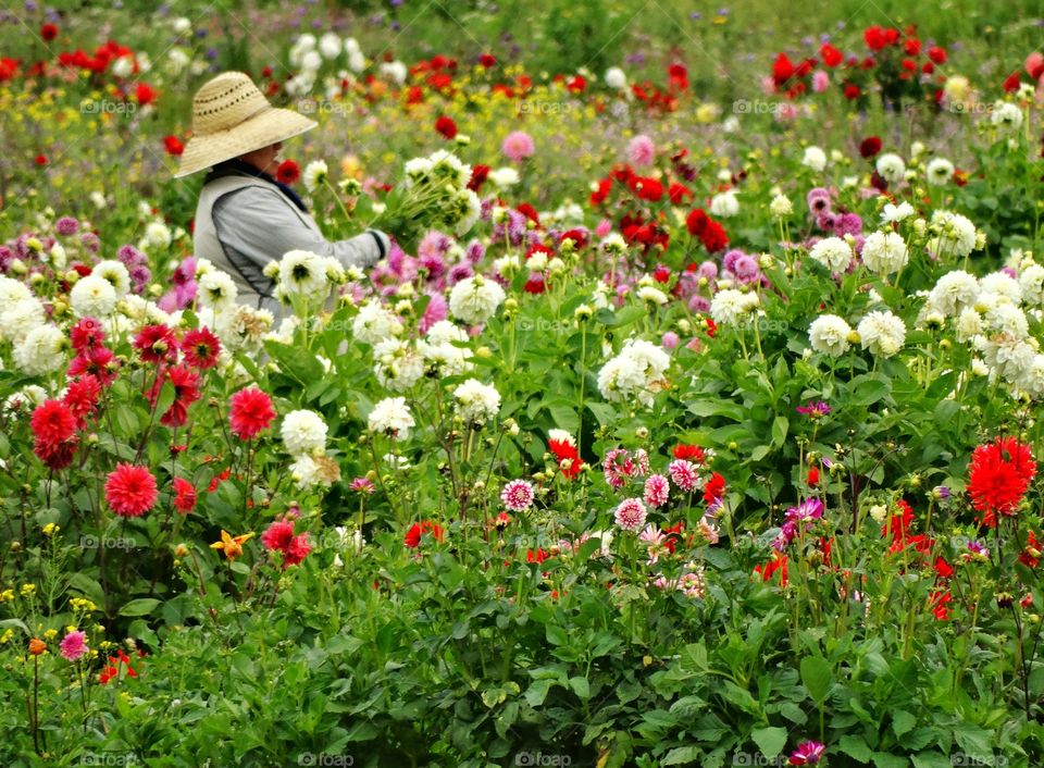 Old Woman Picking Colorful Flowers