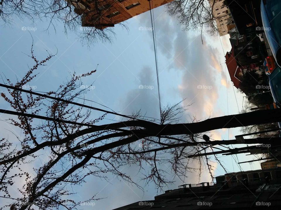 tree sunset branches building sillouette