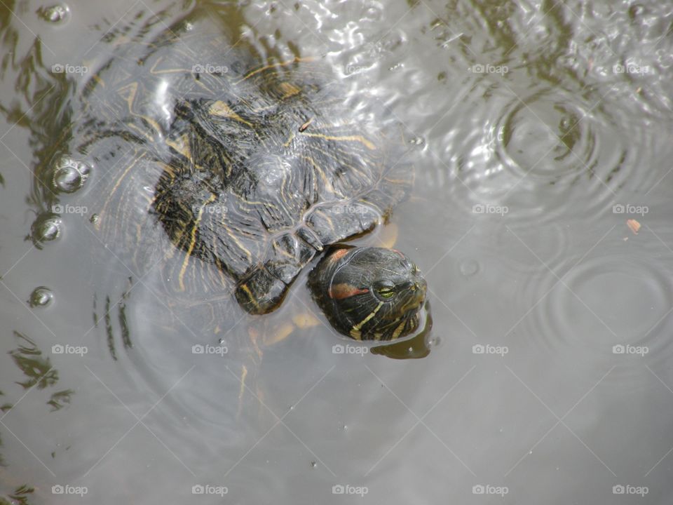 Turtle Time. Turtle looking for a meal