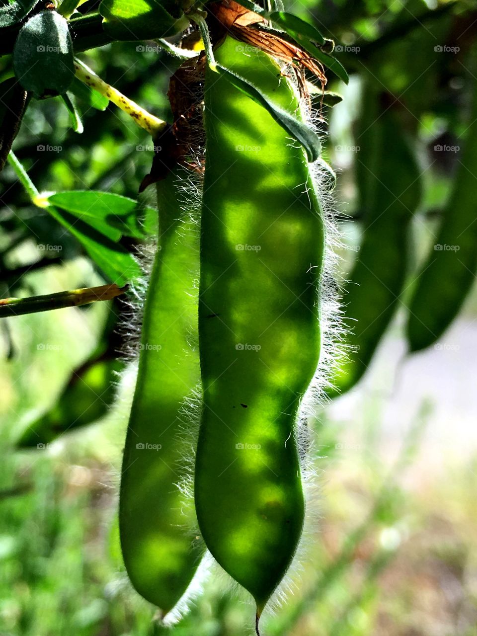 Fuzzy pea pods are almost see through