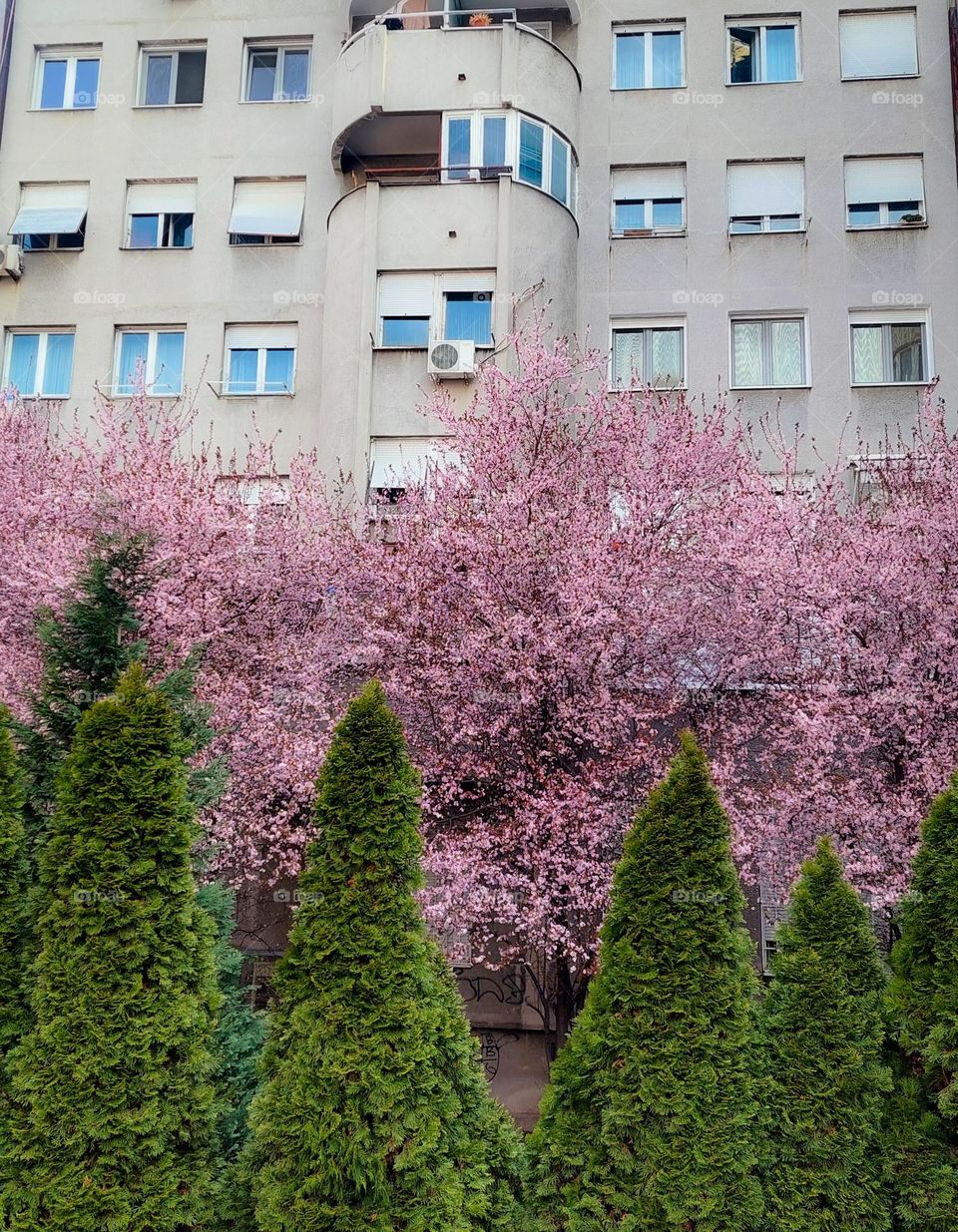 City landscape.  Blooming trees with pink flowers and cypress trees in front of the building