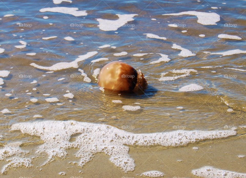 Jelly Fish in the ocean