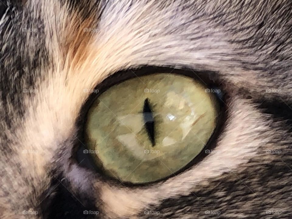 Green cat s eye