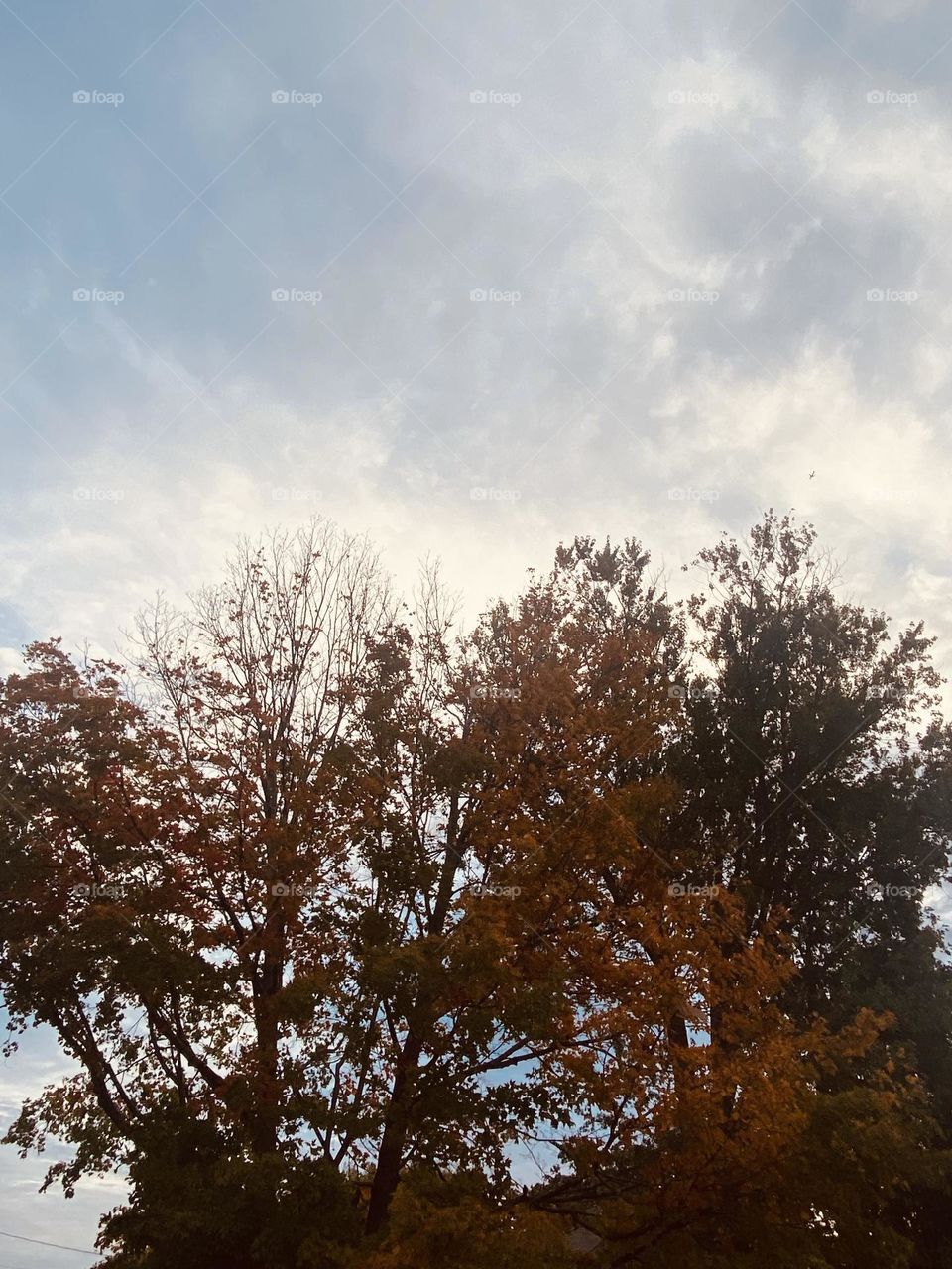 Tree color changes view