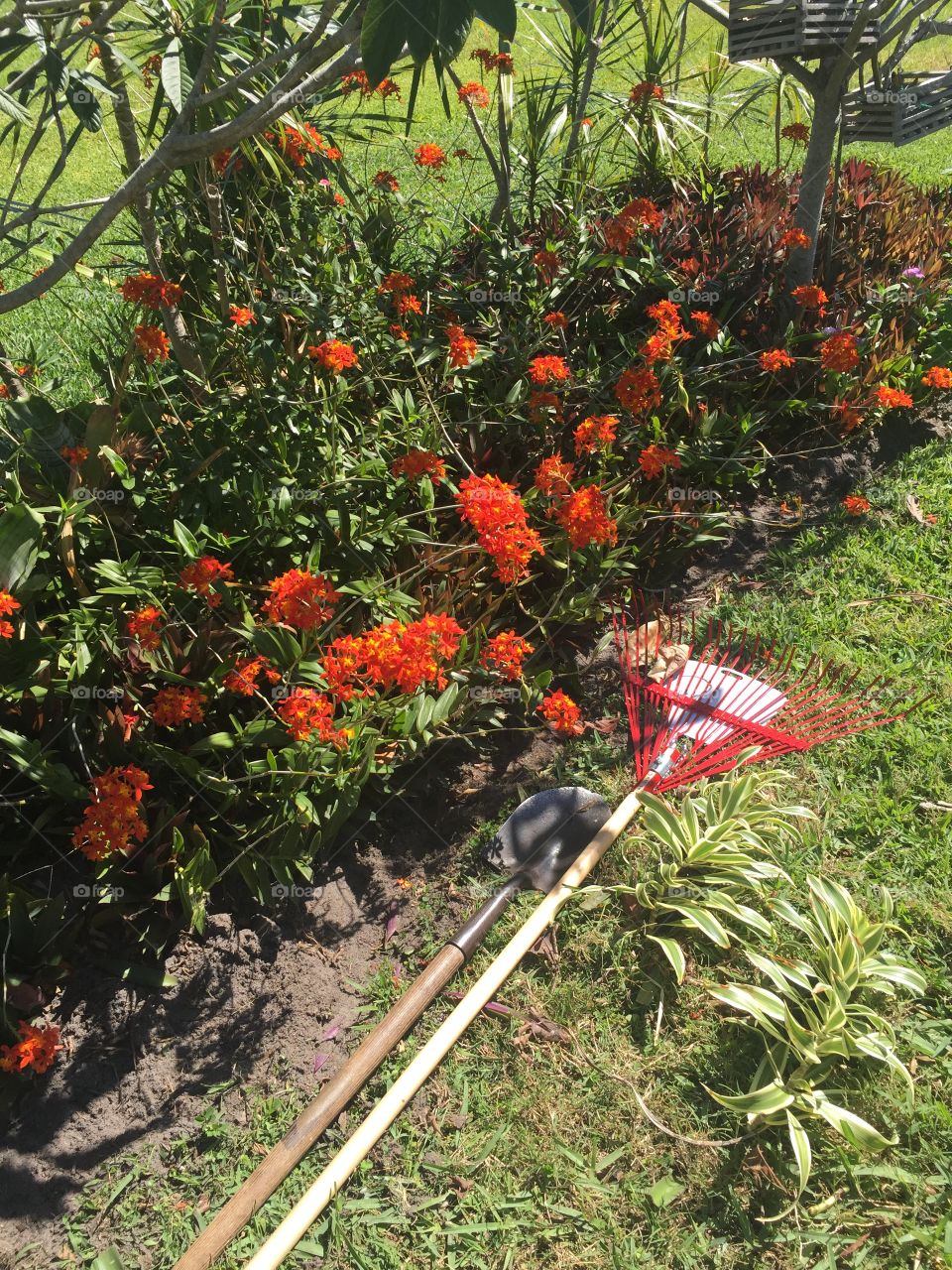Orange epidendrum orchids - Garden chores