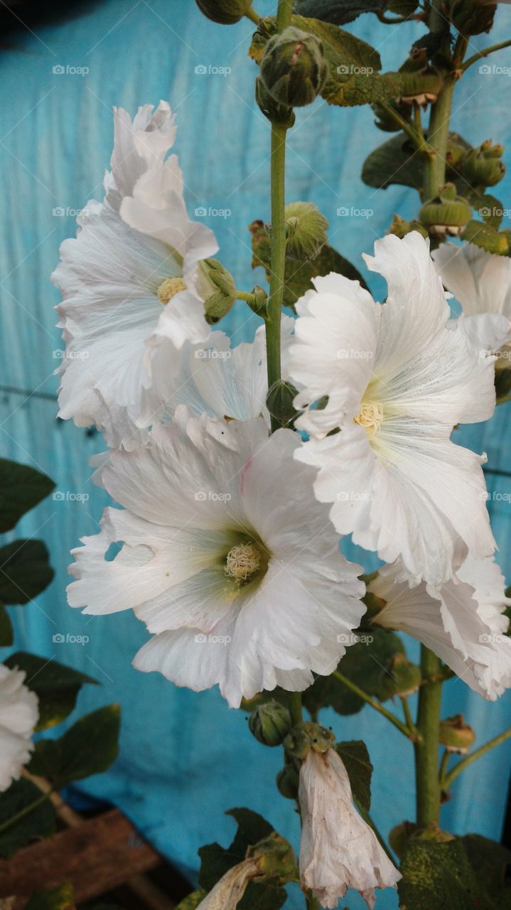 Grandes flores brancas com um fundo azul.