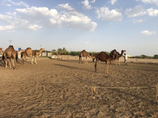 With camel 
