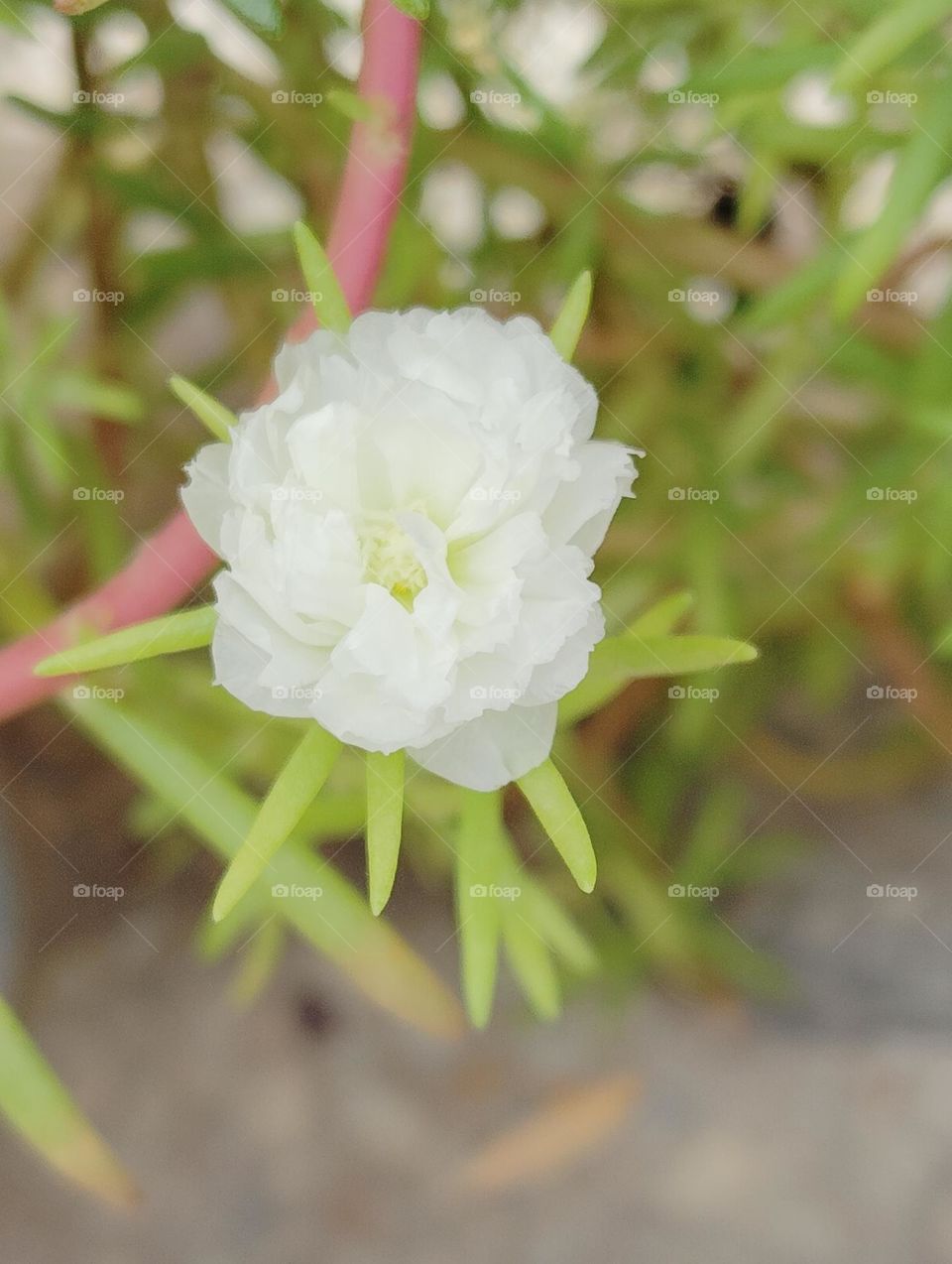 white flower seasonal fresh shurb looks very beautiful generally found everywhere