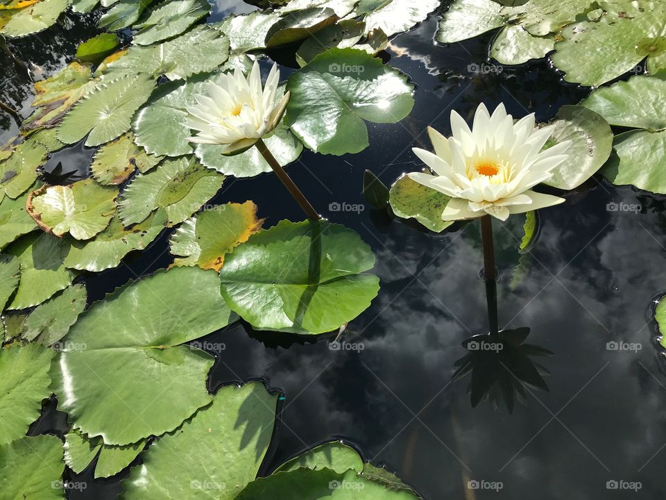 Full of green with two dots of white