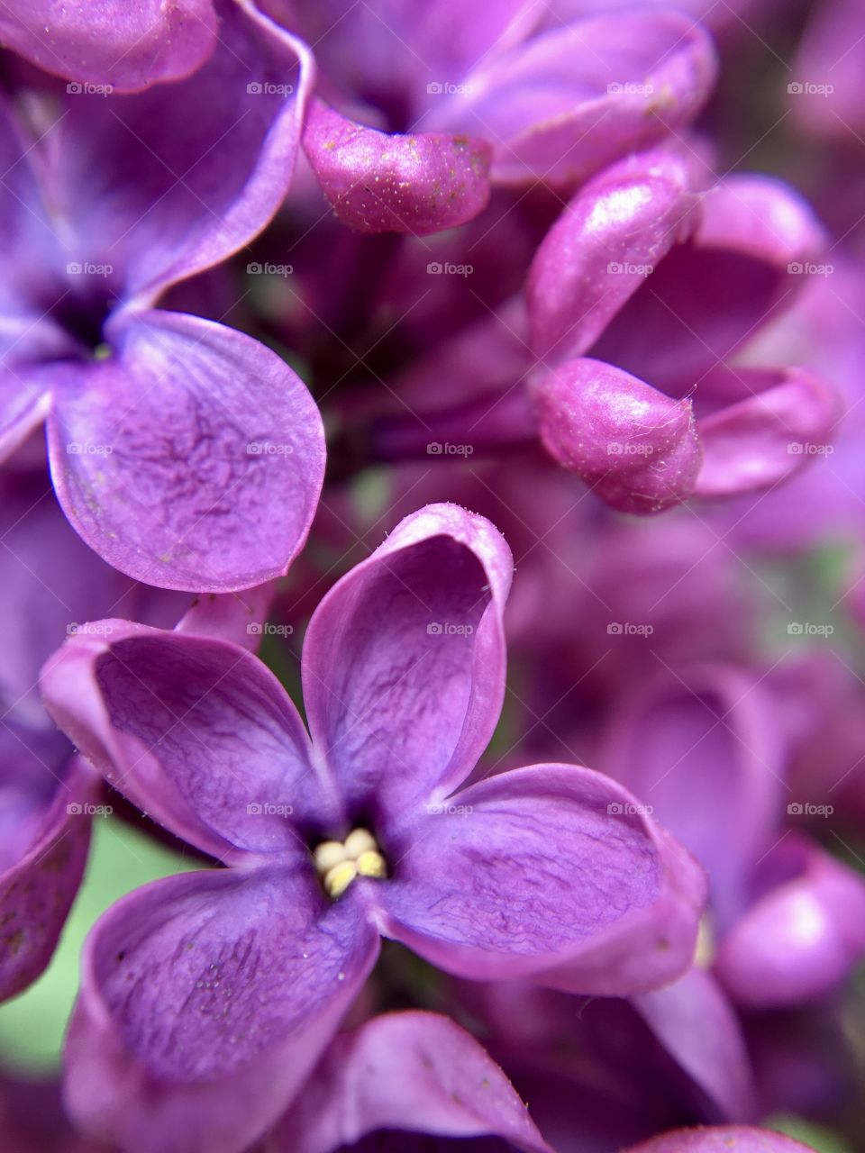 Blossom of lilac, flower macro