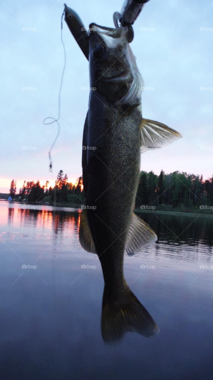 Walleye at sunset