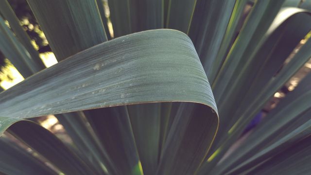palm background