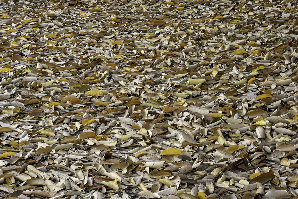 Lots of dry leaves on the ground.