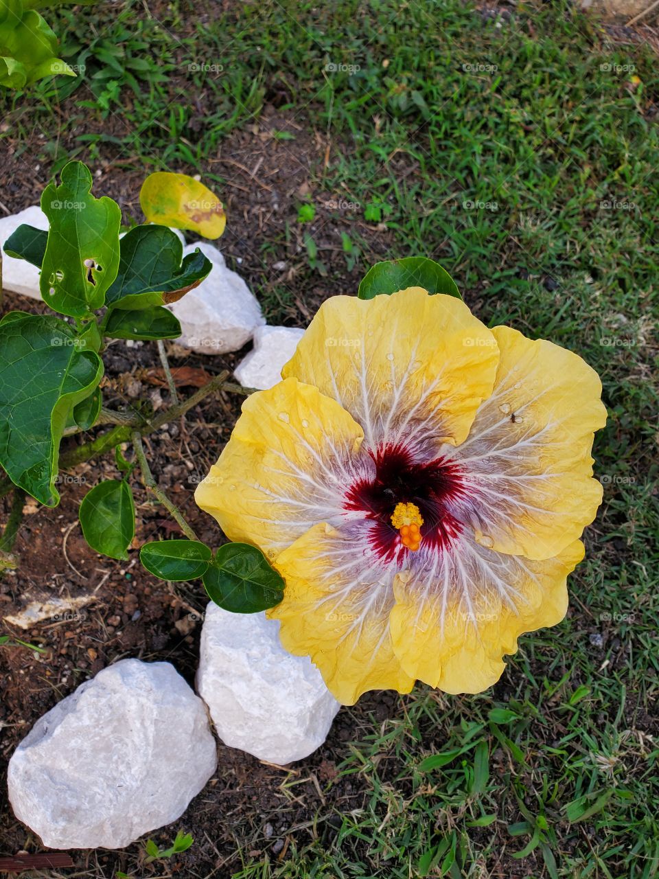 exotic hibiscus
