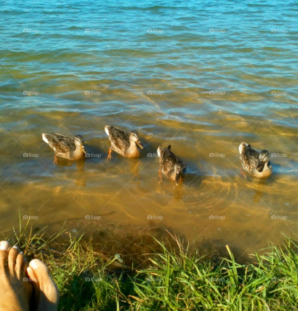 Water, Bird, Nature, Duck, Outdoors