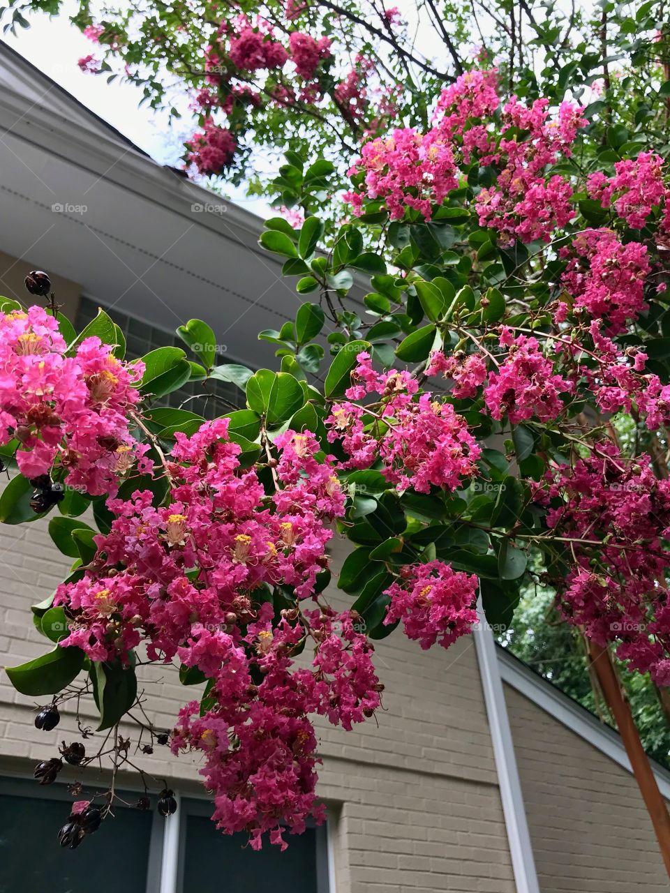 Stunning Crepe myrtle