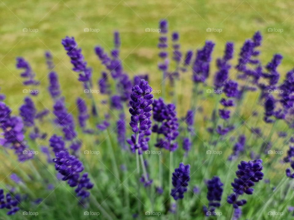 Lavender