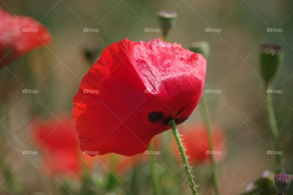 Red poppy swaying in the wind