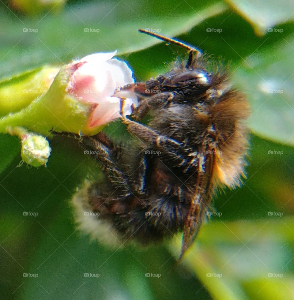 Hummel bumblebee blume blühte blühen Insekte