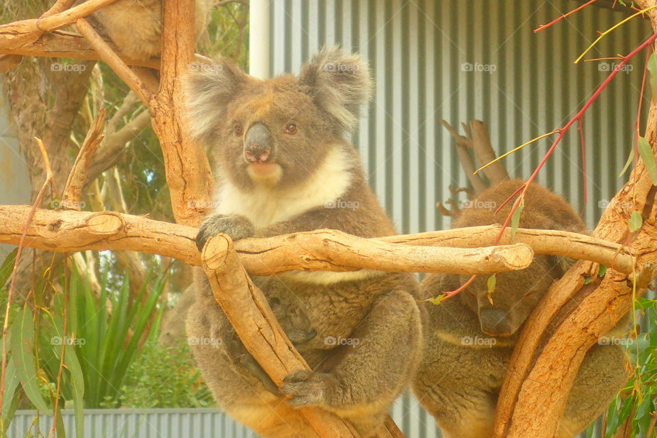 koala
