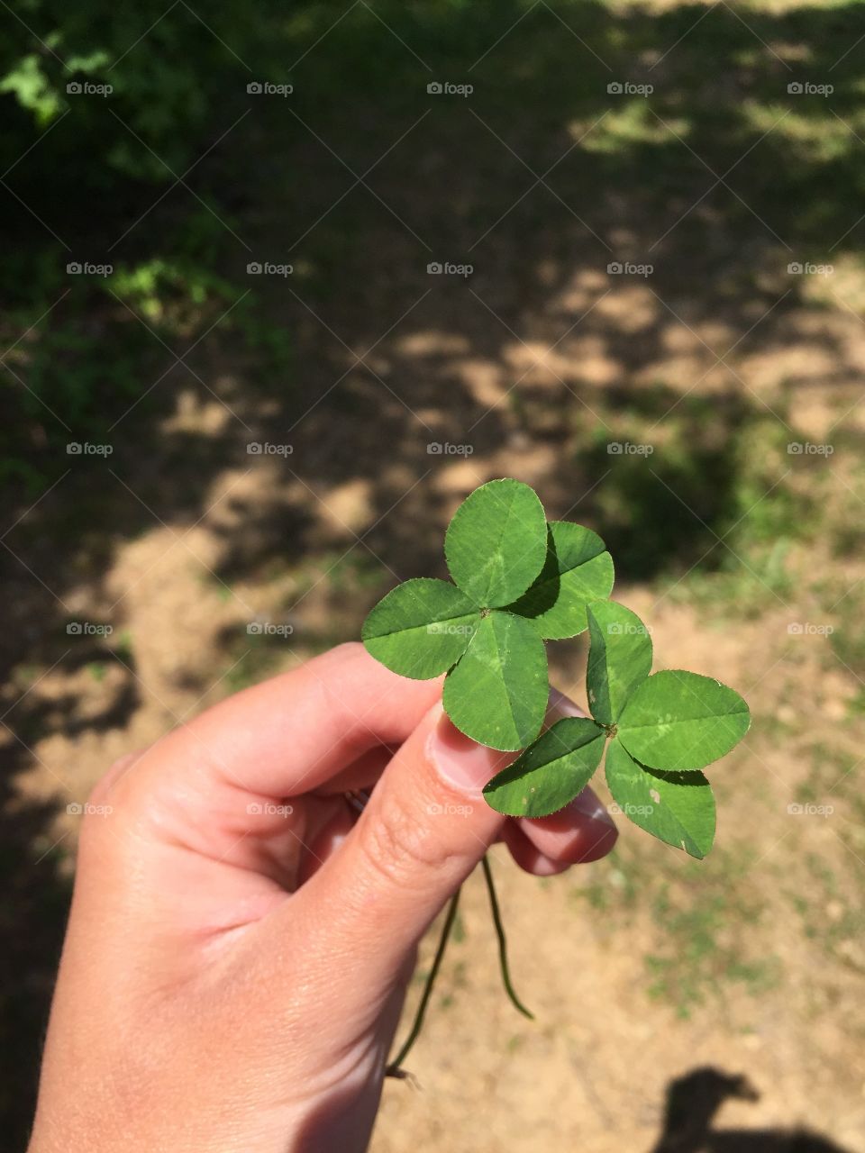 Four leaf Clovers 
