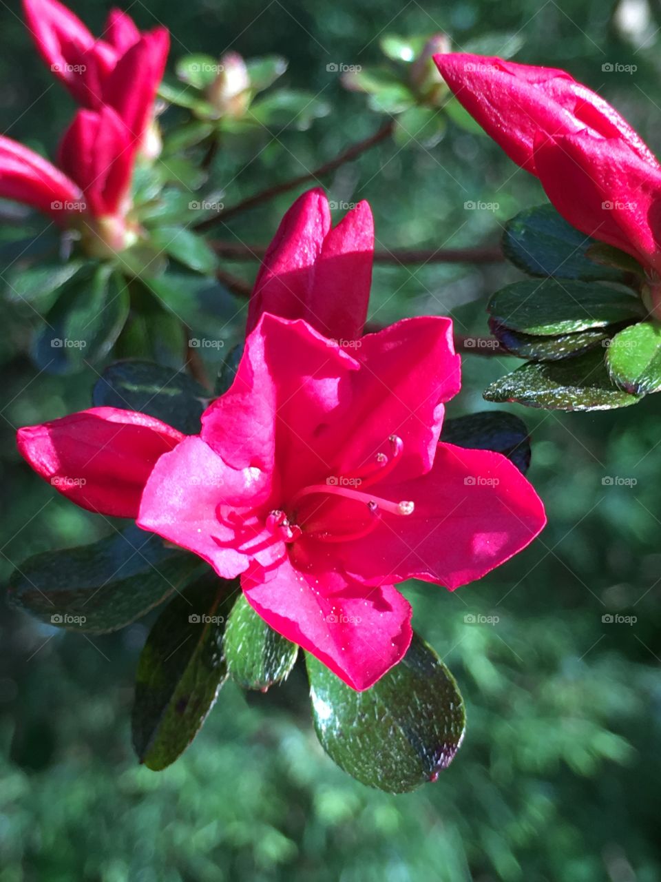 Closeup of azalea 
