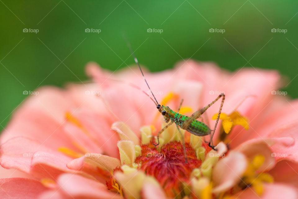 Green Baby Grasshopper on a Pink Zennia Bloom Macro