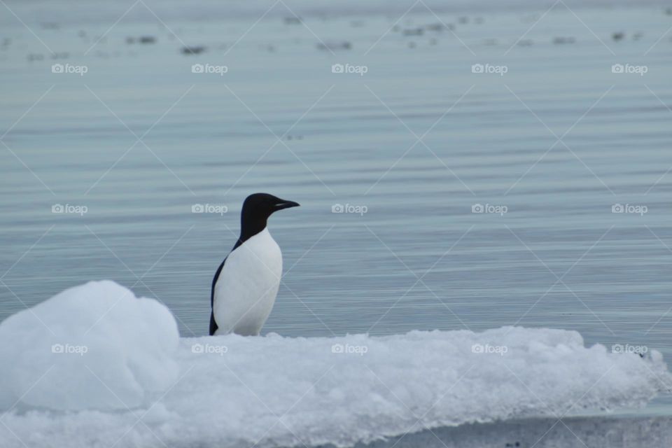 penguin of the north