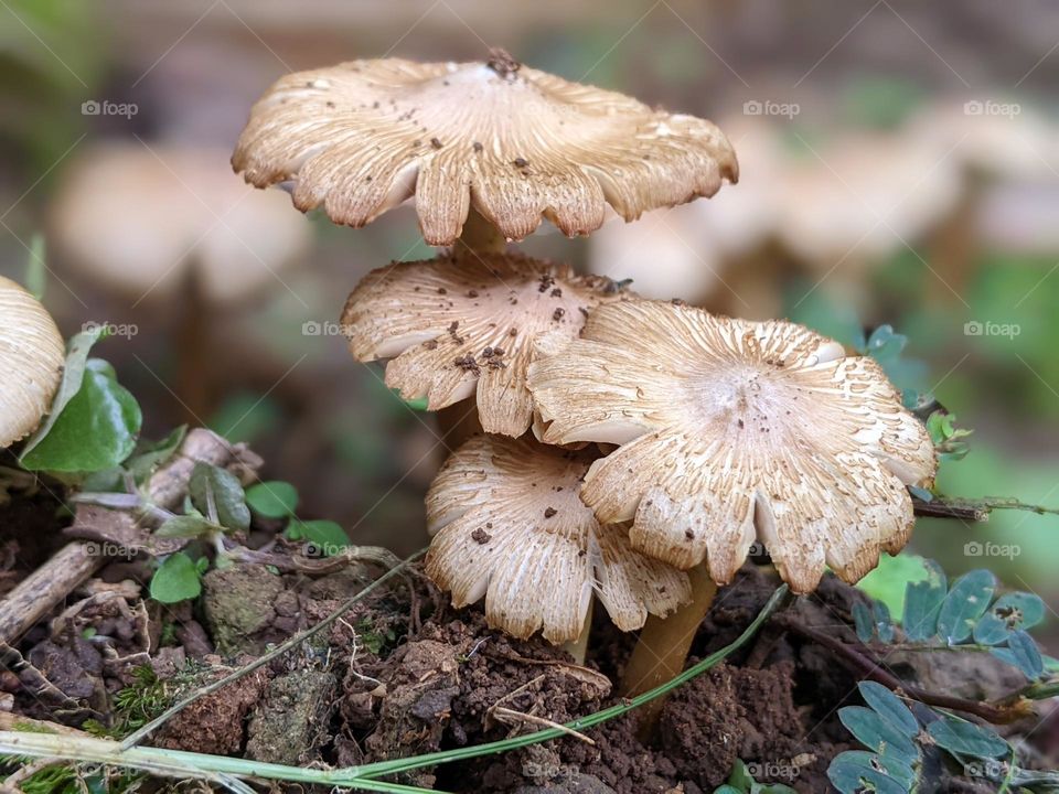 wild mushrooms in the forest🍄😁