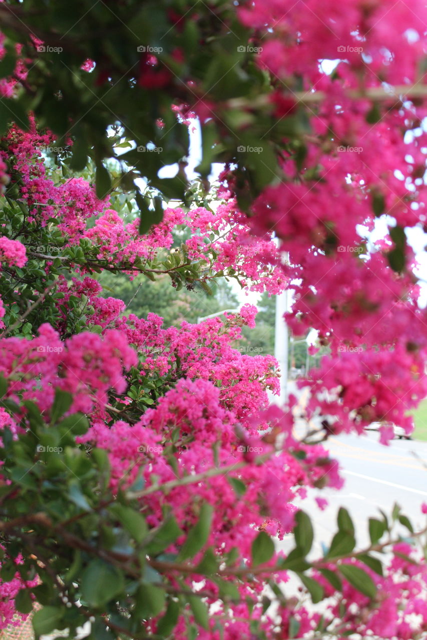 The trees explode with color