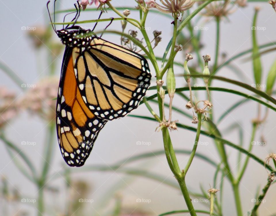 Monarch butterfly 