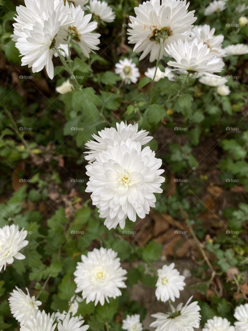 White flower