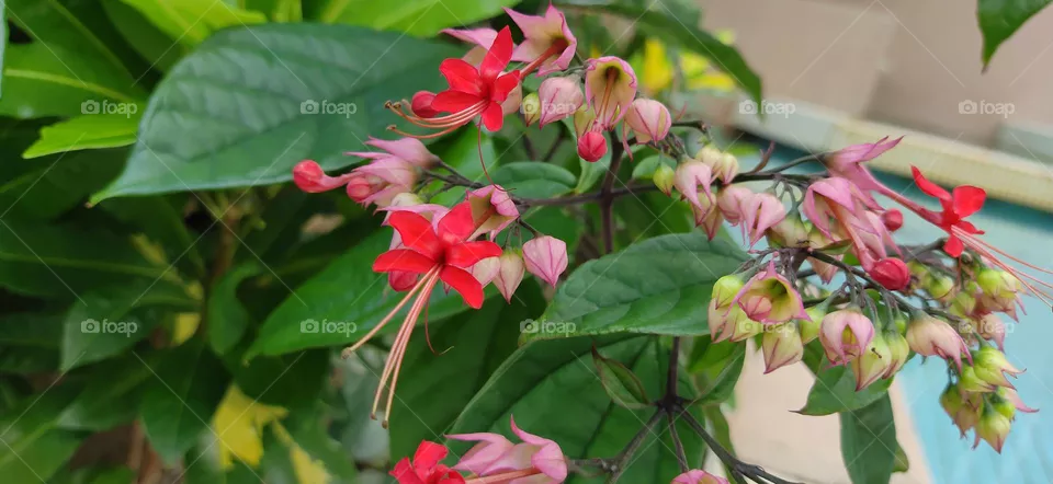 flowers