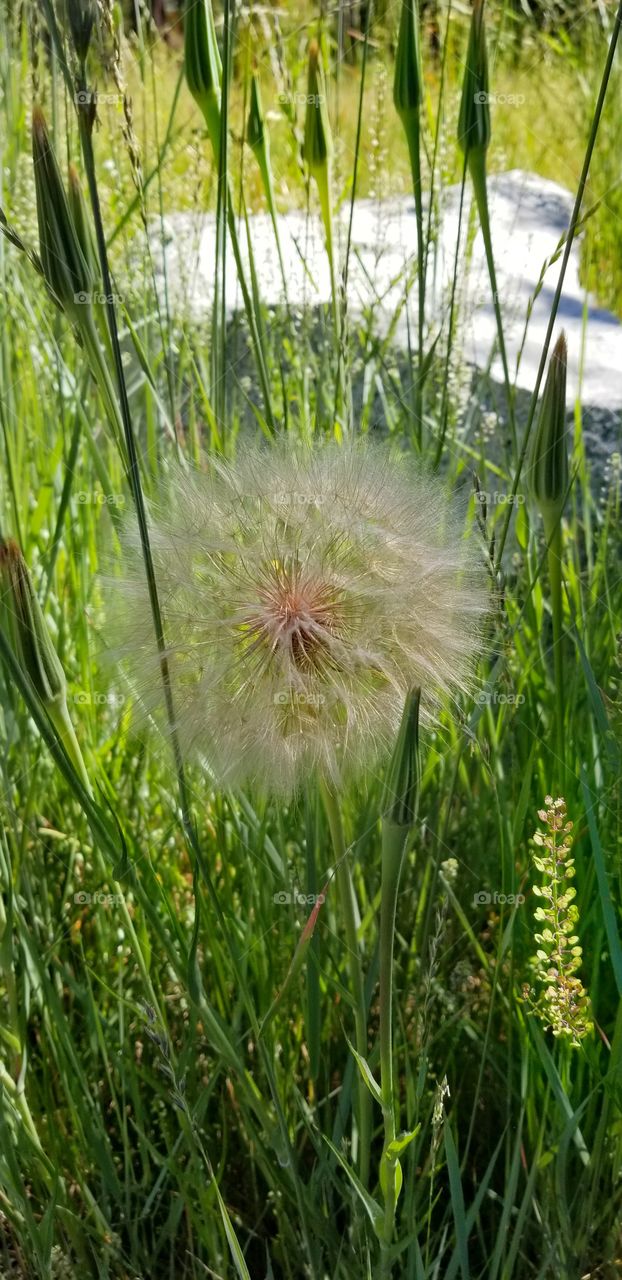 huge dandelion