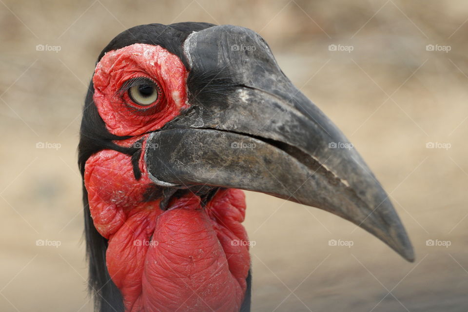 Adult ground hornbill - South Africa