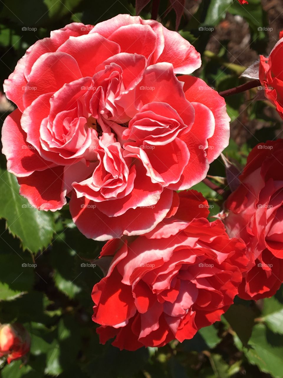 The beauty of blooming roses can never get old. Each petal folding into itself and creating a beautiful display of shades 