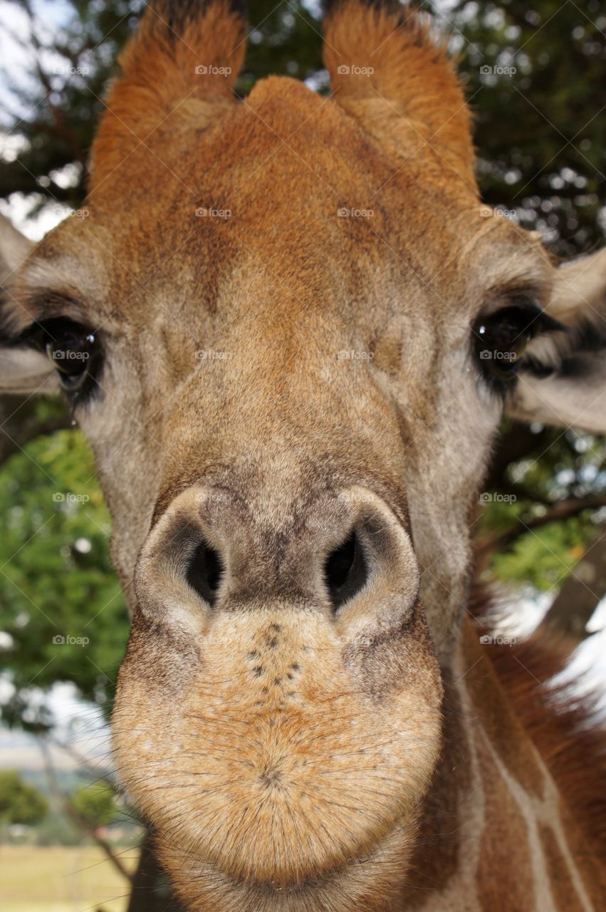 Close-up of Gambit the Giraffe in the Lion Park