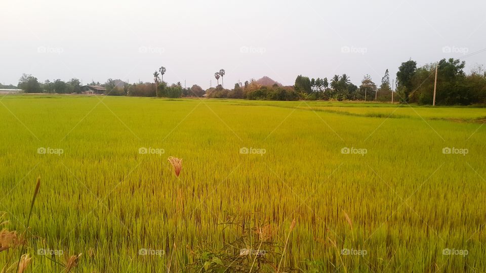 Green Rice field in thailand