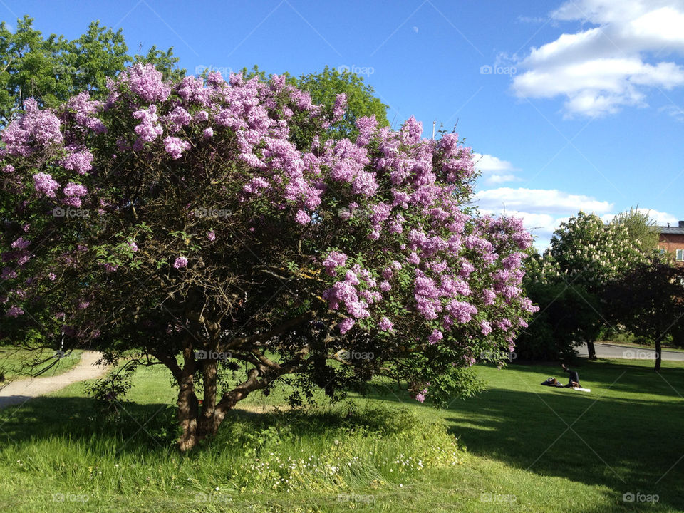 meadow purple summer tree by carina71