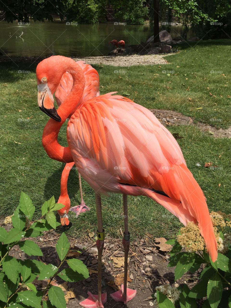 Pretty flamingos