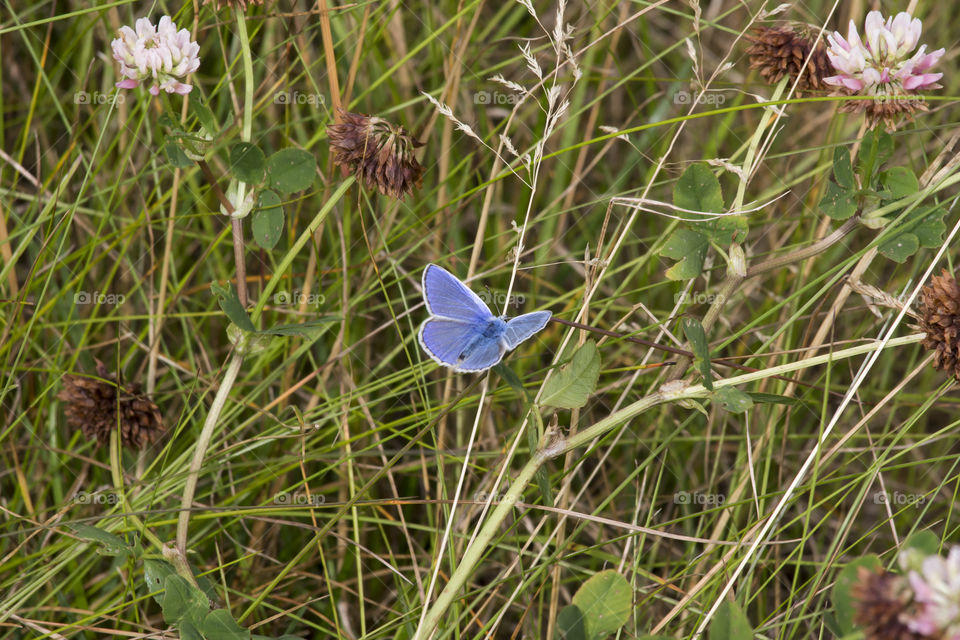 Blue butterfly in the grass 