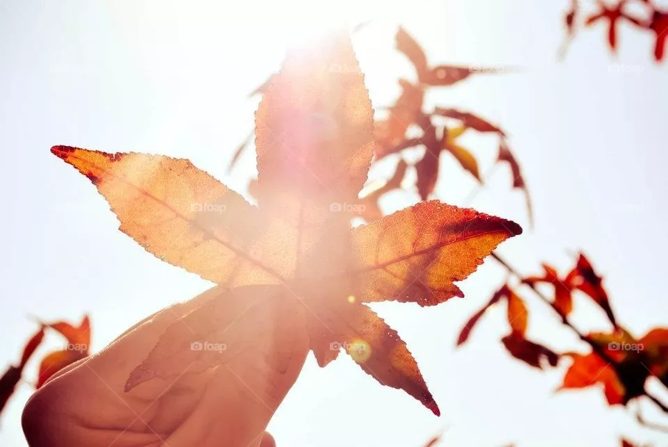 Fall light