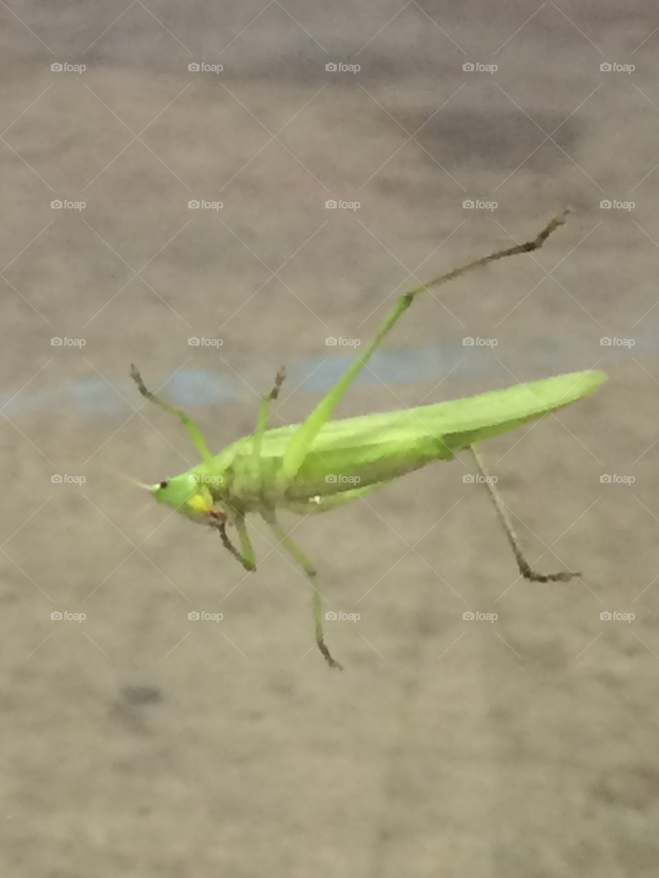 Grasshopper 